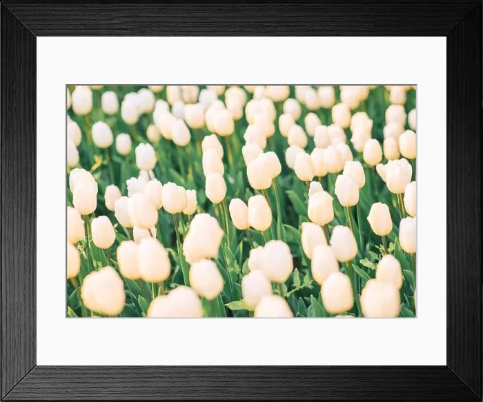 Framed Print : large beautiful field with tulips in Ukraine Framed Print : large beautiful field with tulips in Ukraine