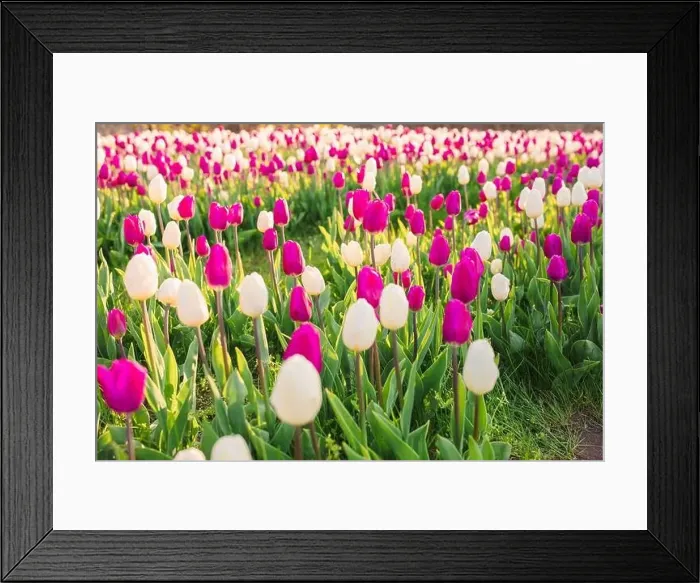 Framed Print : large beautiful field with tulips in Ukraine Framed Print : large beautiful field with tulips in Ukraine
