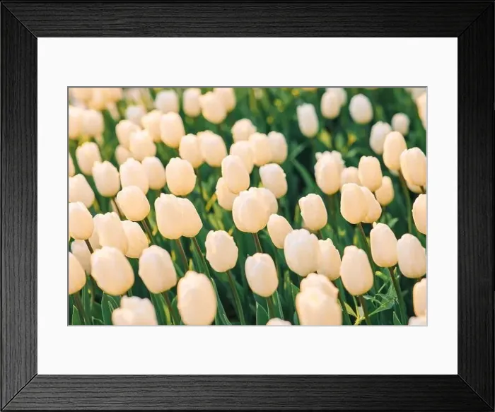 Framed Print : large beautiful field with tulips in Ukraine Framed Print : large beautiful field with tulips in Ukraine