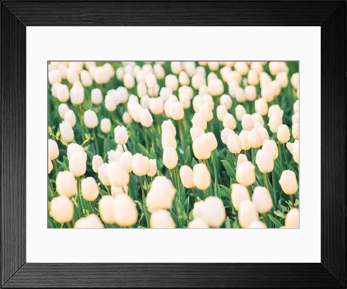 Framed Print : large beautiful field with tulips in Ukraine Framed Print : large beautiful field with tulips in Ukraine