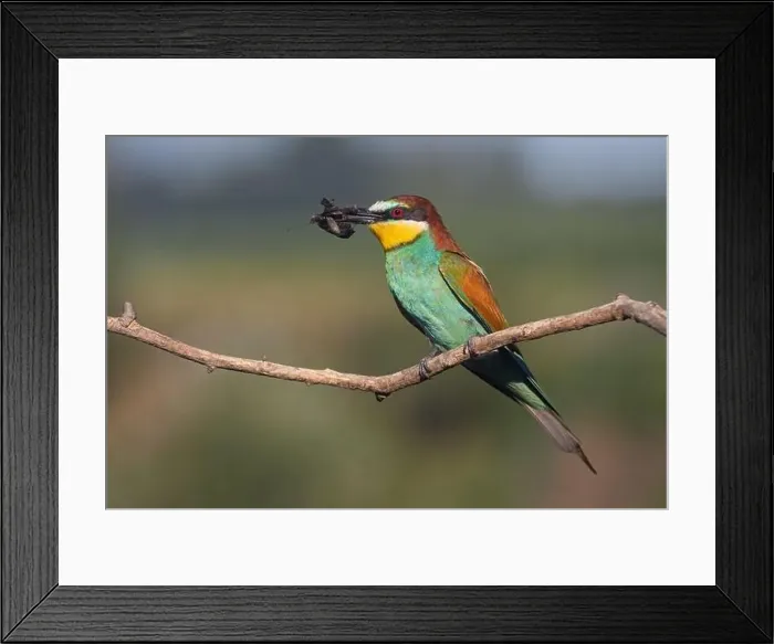 Framed Print : bee-eater with a butterfly in its beak Framed Print : bee-eater with a butterfly in its beak