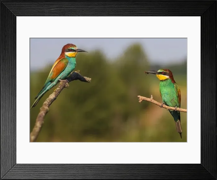 Framed Print : two birds of paradise sitting opposite each other Framed Print : two birds of paradise sitting opposite each other