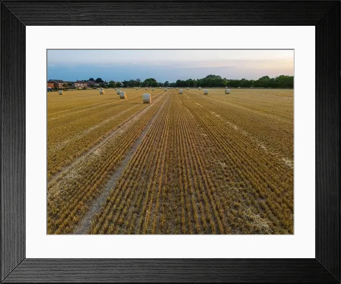 Framed Print : Wheat fields at Harvest time Framed Print : Wheat fields at Harvest time