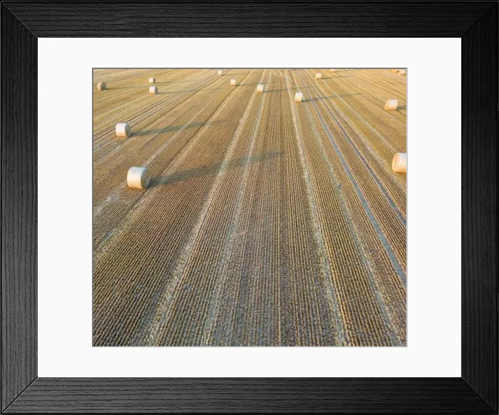 Framed Print : Wheat fields at Harvest time