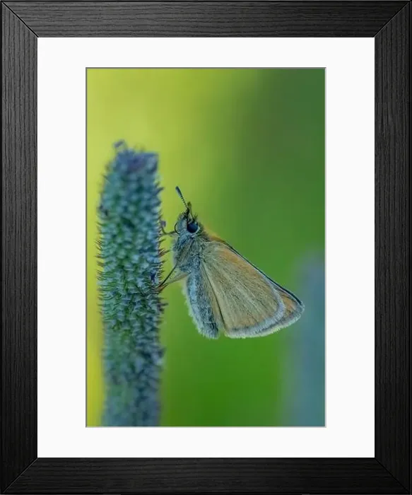 Framed Print : Macro photography gives one the opportunity to observe the world of insects that thrives around us yet goes un noticed Framed Print : Macro photography gives one the opportunity to observe the world of insects that thrives around us yet goes un noticed