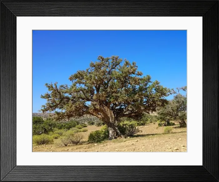 Framed Print : Argan tree in Morocco Framed Print : Argan tree in Morocco