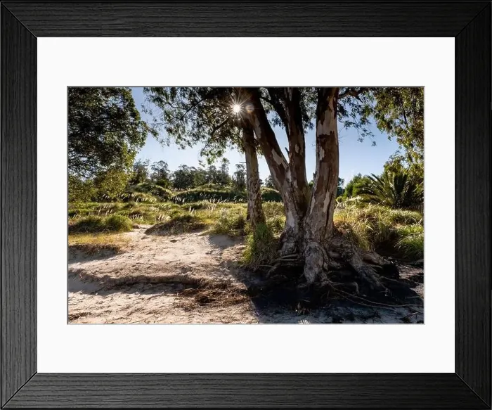 Framed Print : Trees and vegetation on the ravines near the beach in Kiyu, San Jose, Uruguay Framed Print : Trees and vegetation on the ravines near the beach in Kiyu, San Jose, Uruguay