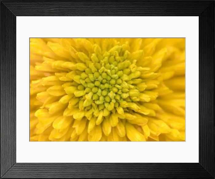 Framed Print : Natural background of petals patterns of yellow color flower in full frame for background. used selective focus Framed Print : Natural background of petals patterns of yellow color flower in full frame for background. used selective focus