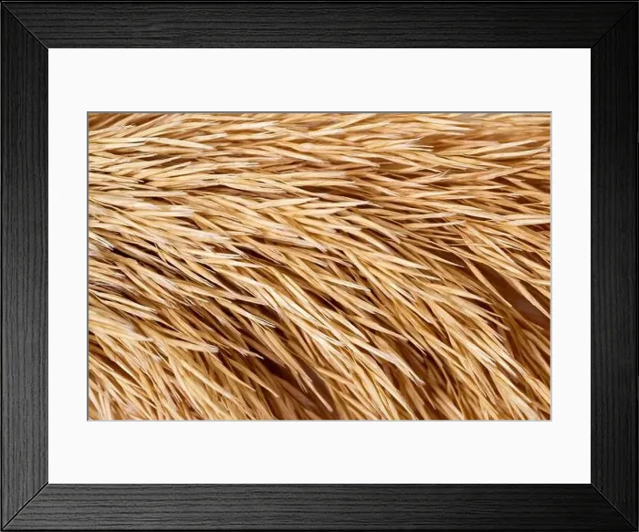 Framed Print : Macro Photography of natural dry straw pattern. Abstract horizontal stripes texture background.. High quality photo Framed Print : Macro Photography of natural dry straw pattern. Abstract horizontal stripes texture background.. High quality photo