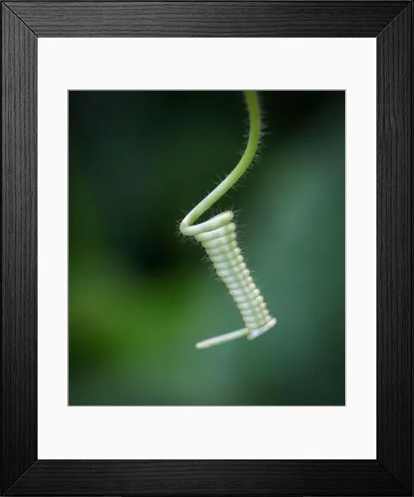 Framed Print : close up macro photo of a small creeper Framed Print : close up macro photo of a small creeper