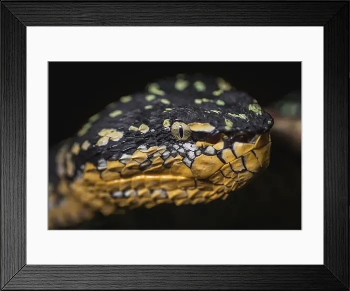 Framed Print : A Closeup of Wagler's Pit Viper (Tropidolaemus wagleri) snake on a black background Framed Print : A Closeup of Wagler's Pit Viper (Tropidolaemus wagleri) snake on a black background