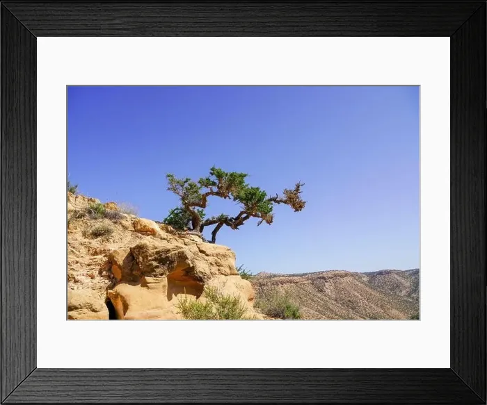 Framed Print : Argan tree in agadir morocco Framed Print : Argan tree in agadir morocco