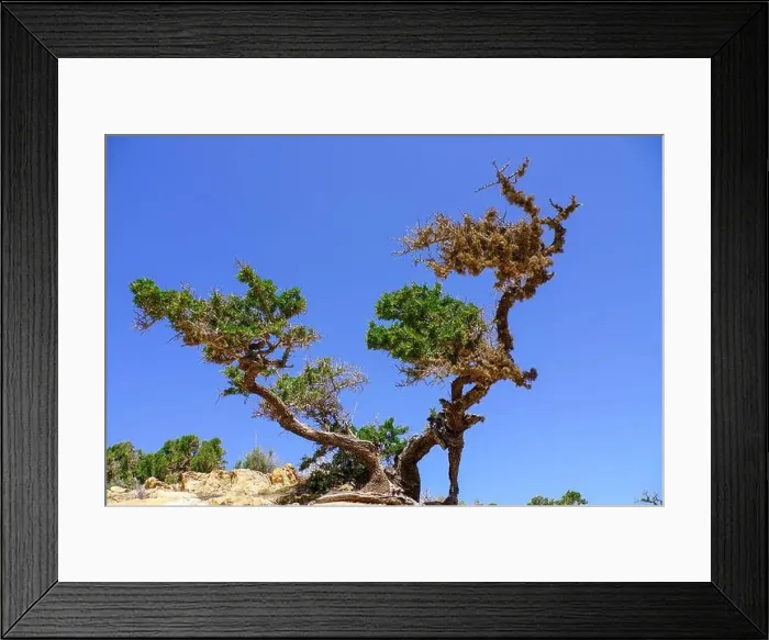 Framed Print : Argan tree in agadir morocco Framed Print : Argan tree in agadir morocco
