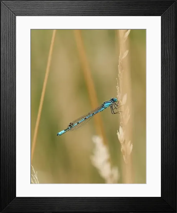 Framed Print : A soft, summery portrait of a common blue damselfly perched on a feathery grass stem as it sways in a gentle breeze Framed Print : A soft, summery portrait of a common blue damselfly perched on a feathery grass stem as it sways in a gentle breeze