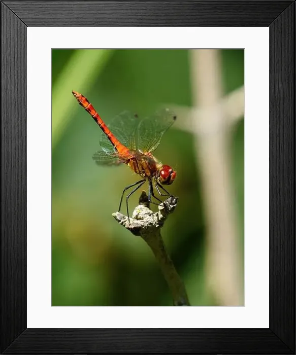 Framed Print : A red-veined darter arches on its perch as it attempts to cool down and minimise the area exposed to the hot sun Framed Print : A red-veined darter arches on its perch as it attempts to cool down and minimise the area exposed to the hot sun