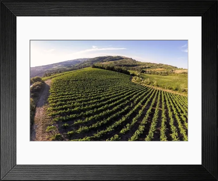 Framed Print : Vineyard plantations, panoramic aerial view north of Italy. Blue sky, clouds, countryside hills in Summer Framed Print : Vineyard plantations, panoramic aerial view north of Italy. Blue sky, clouds, countryside hills in Summer