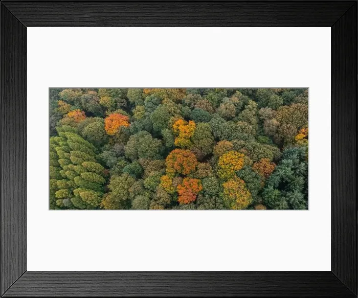 Framed Print : Bird's eye view of the autumn-colored forest in Duisburg, Germany Framed Print : Bird's eye view of the autumn-colored forest in Duisburg, Germany