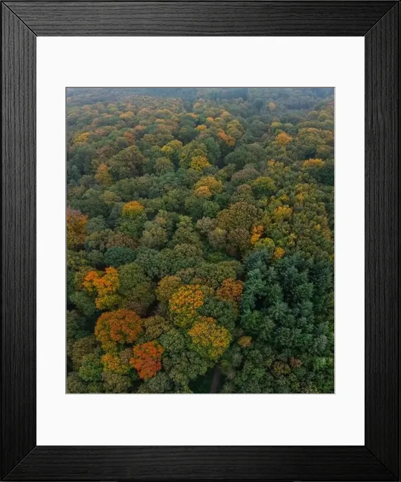 Framed Print : Bird's eye view of the autumn-colored forest in Duisburg, Germany Framed Print : Bird's eye view of the autumn-colored forest in Duisburg, Germany