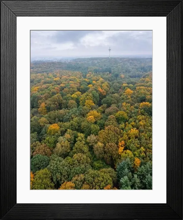 Framed Print : Bird's eye view of the autumn-colored forest in Duisburg, Germany Framed Print : Bird's eye view of the autumn-colored forest in Duisburg, Germany