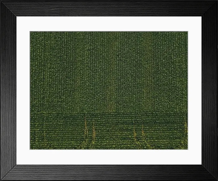Framed Print : At a rural wisconsin farm - the sun shines brightly over a massive field growing crops during the summer Framed Print : At a rural wisconsin farm - the sun shines brightly over a massive field growing crops during the summer