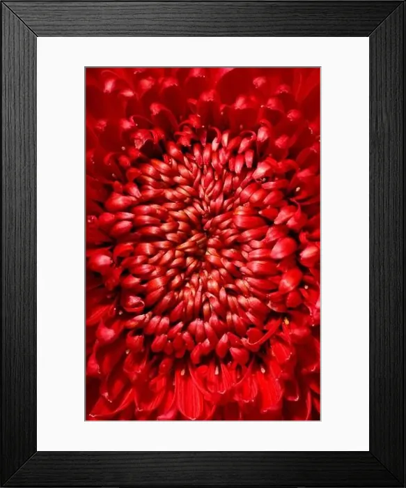 Framed Print : Close up bright red chrysanthemum flower for backgrounds and wallpaper. Texture background. Macro photography Framed Print : Close up bright red chrysanthemum flower for backgrounds and wallpaper. Texture background. Macro photography