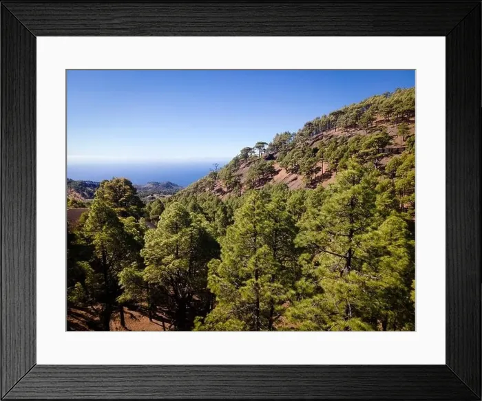 Framed Print : Drone flight over the beautiful lush green pine forest on El Hierro, el pinar Framed Print : Drone flight over the beautiful lush green pine forest on El Hierro, el pinar