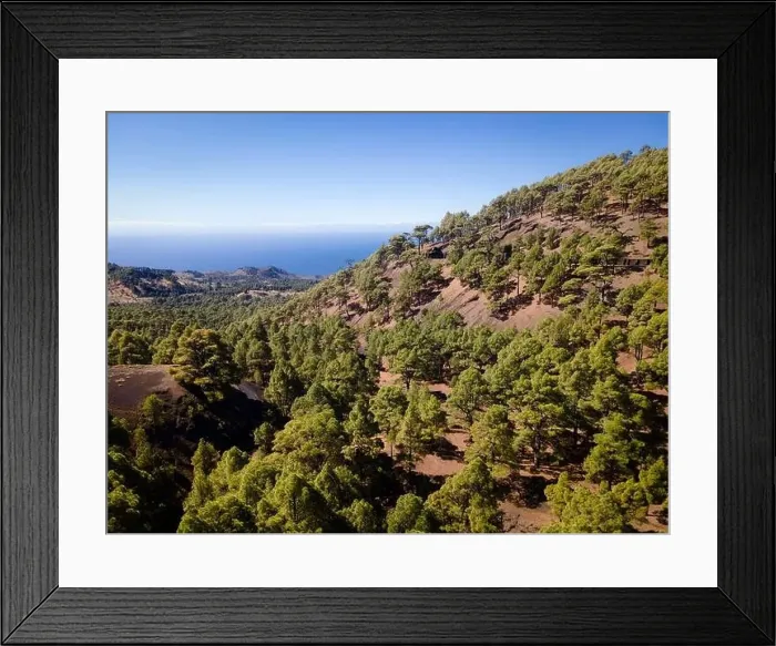 Framed Print : Drone flight over the beautiful lush green pine forest on El Hierro, el pinar Framed Print : Drone flight over the beautiful lush green pine forest on El Hierro, el pinar