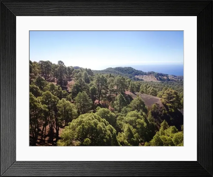 Framed Print : Drone flight over the beautiful lush green pine forest on El Hierro, el pinar Framed Print : Drone flight over the beautiful lush green pine forest on El Hierro, el pinar