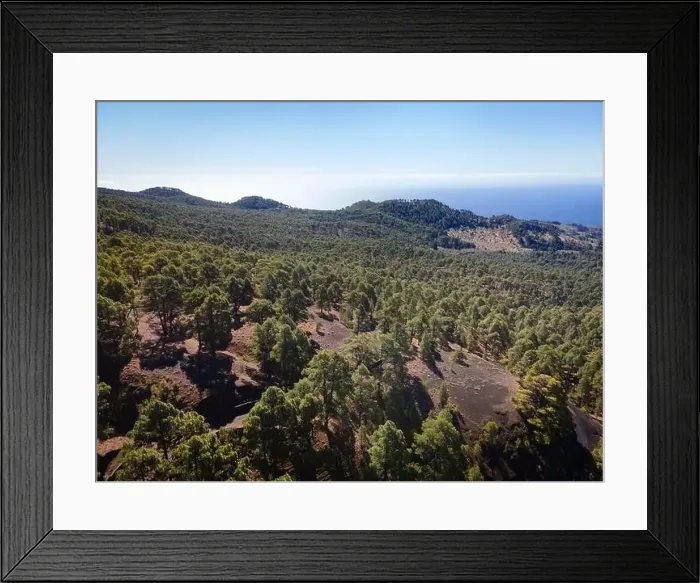 Framed Print : Drone flight over the beautiful lush green pine forest on El Hierro, el pinar Framed Print : Drone flight over the beautiful lush green pine forest on El Hierro, el pinar