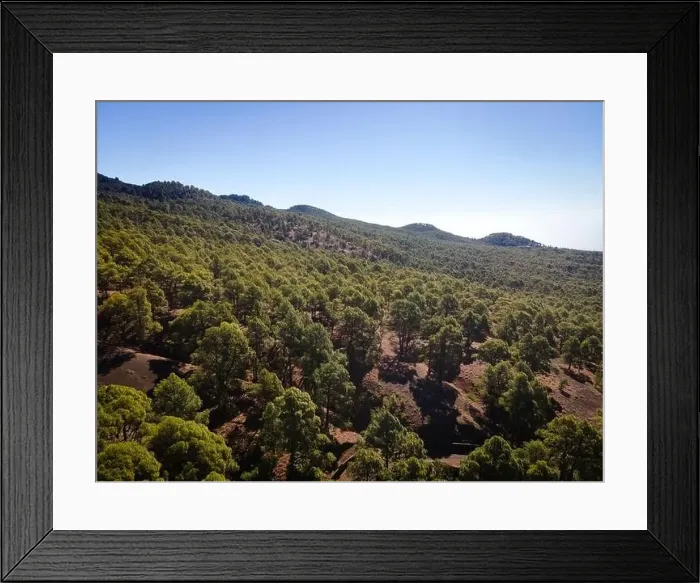 Framed Print : Drone flight over the beautiful lush green pine forest on El Hierro, el pinar Framed Print : Drone flight over the beautiful lush green pine forest on El Hierro, el pinar