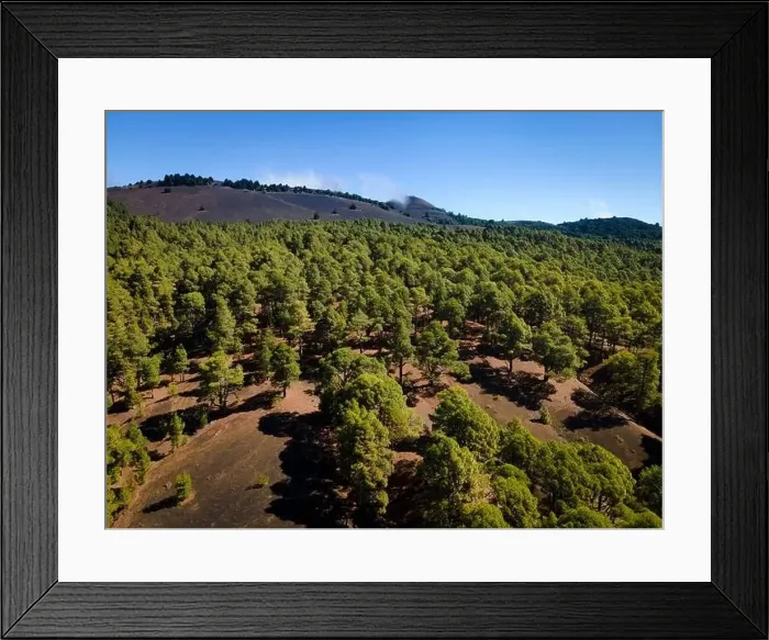 Framed Print : Drone flight over the beautiful lush green pine forest on El Hierro, el pinar Framed Print : Drone flight over the beautiful lush green pine forest on El Hierro, el pinar