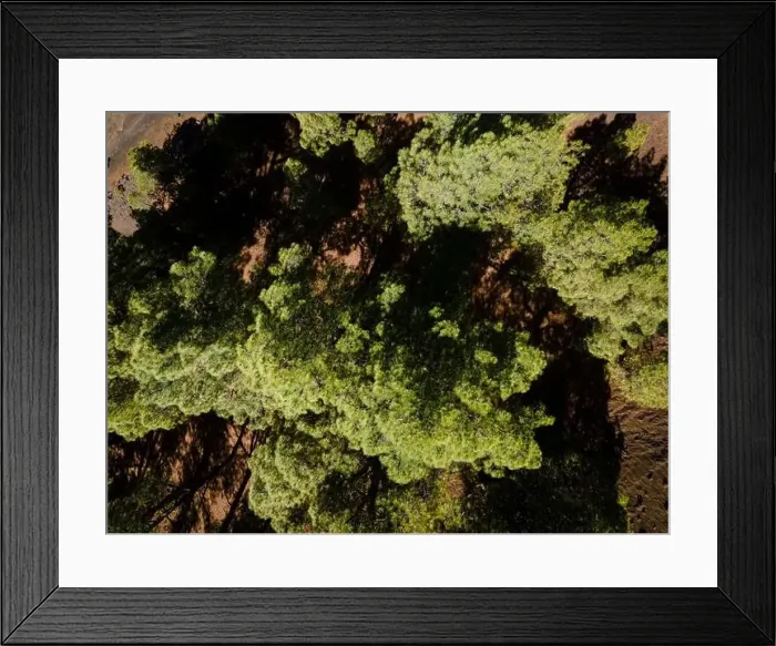 Framed Print : Drone flight over the beautiful lush green pine forest on El Hierro, el pinar Framed Print : Drone flight over the beautiful lush green pine forest on El Hierro, el pinar