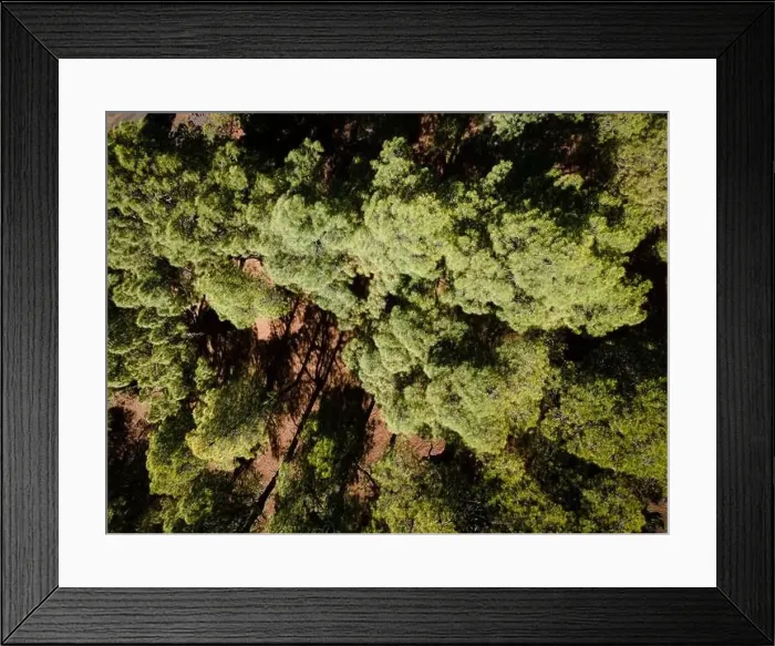 Framed Print : Drone flight over the beautiful lush green pine forest on El Hierro, el pinar