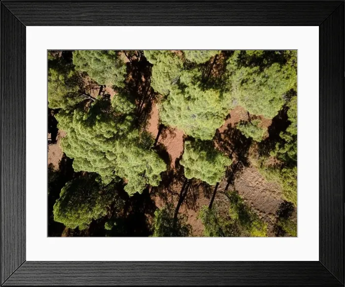 Framed Print : Drone flight over the beautiful lush green pine forest on El Hierro, el pinar Framed Print : Drone flight over the beautiful lush green pine forest on El Hierro, el pinar