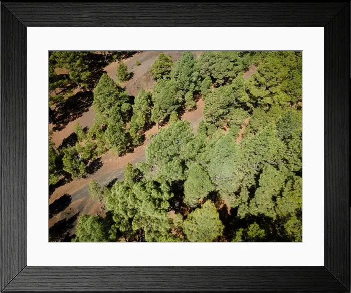 Framed Print : Drone flight over the beautiful lush green pine forest on El Hierro, el pinar Framed Print : Drone flight over the beautiful lush green pine forest on El Hierro, el pinar