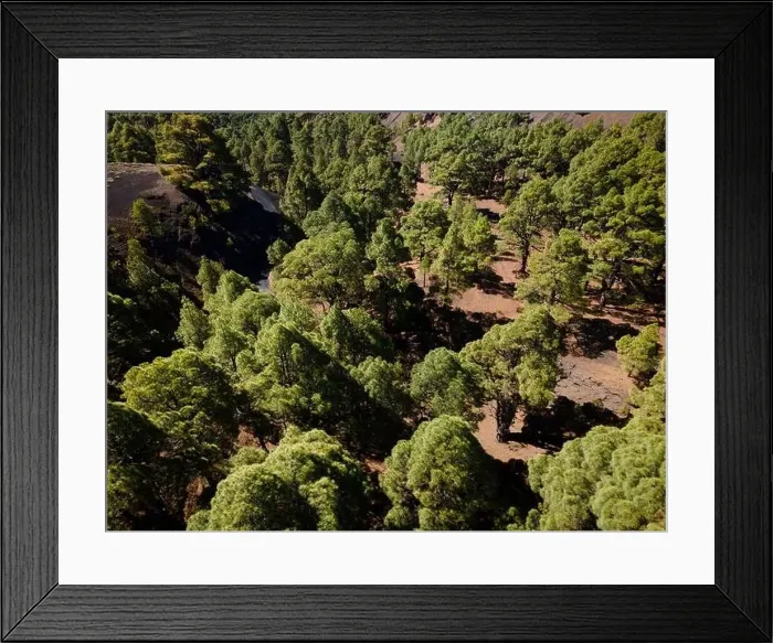 Framed Print : Drone flight over the beautiful lush green pine forest on El Hierro, el pinar Framed Print : Drone flight over the beautiful lush green pine forest on El Hierro, el pinar