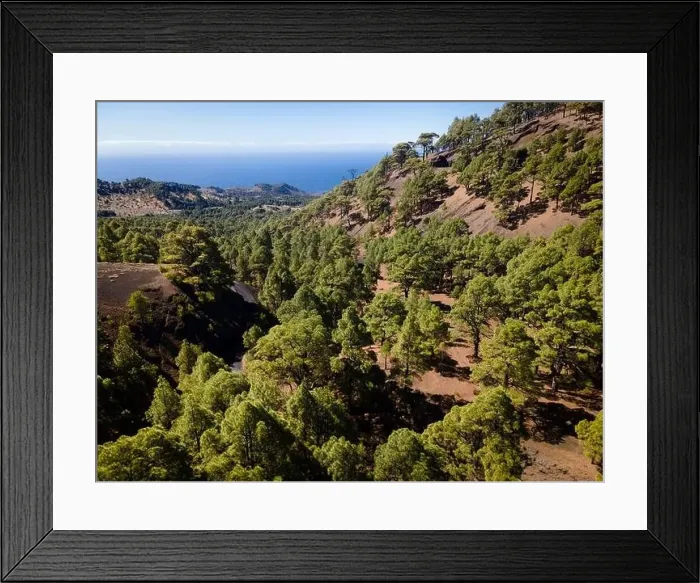 Framed Print : Drone flight over the beautiful lush green pine forest on El Hierro, el pinar Framed Print : Drone flight over the beautiful lush green pine forest on El Hierro, el pinar