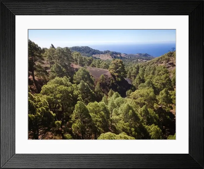 Framed Print : Drone flight over the beautiful lush green pine forest on El Hierro, el pinar Framed Print : Drone flight over the beautiful lush green pine forest on El Hierro, el pinar
