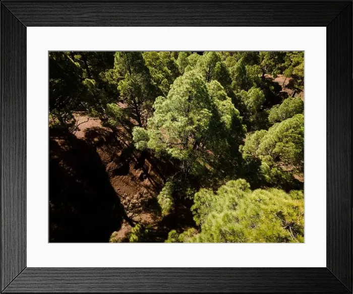 Framed Print : Drone flight over the beautiful lush green pine forest on El Hierro, el pinar