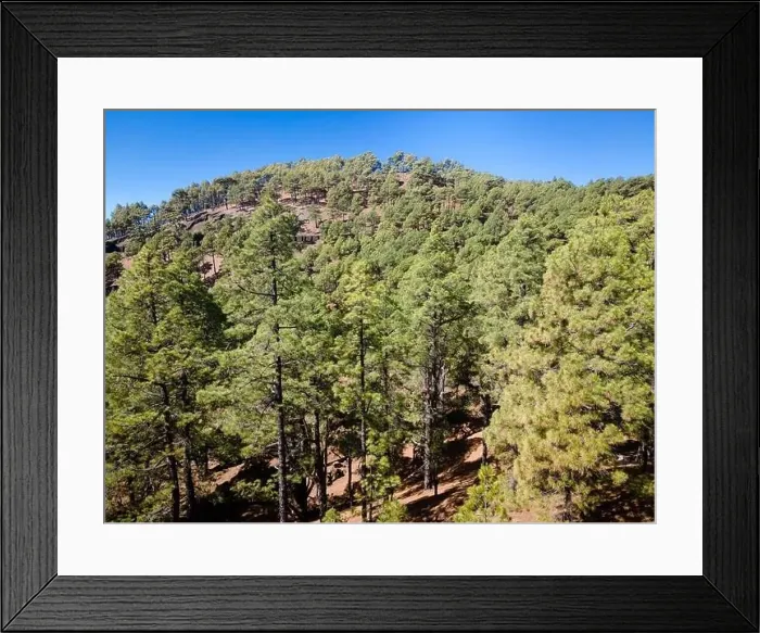 Framed Print : Drone flight over the beautiful lush green pine forest on El Hierro, el pinar Framed Print : Drone flight over the beautiful lush green pine forest on El Hierro, el pinar