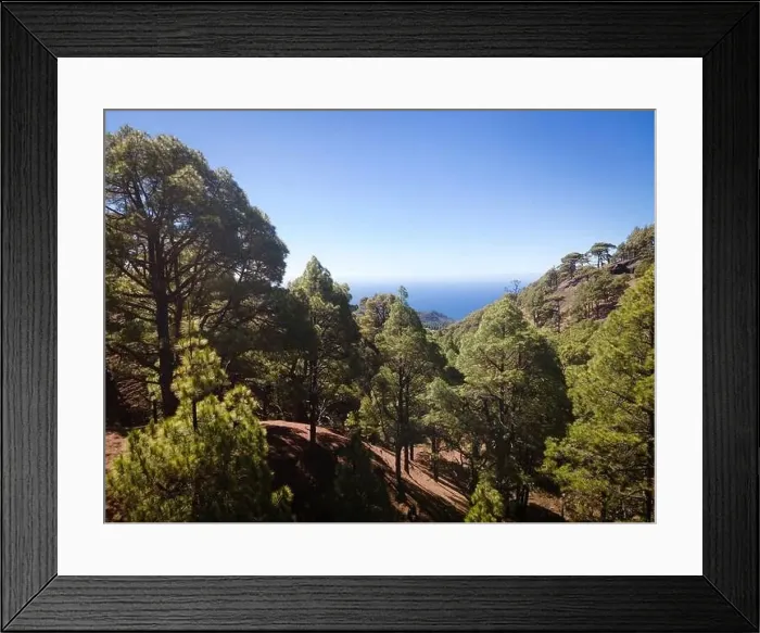 Framed Print : Drone flight over the beautiful lush green pine forest on El Hierro, el pinar Framed Print : Drone flight over the beautiful lush green pine forest on El Hierro, el pinar