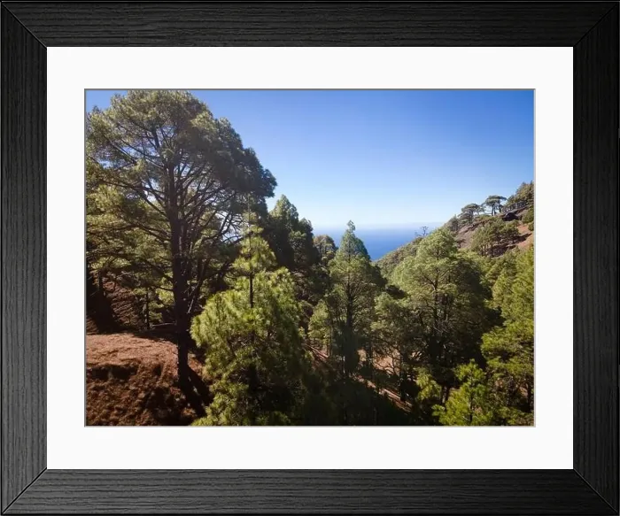 Framed Print : Drone flight over the beautiful lush green pine forest on El Hierro, el pinar Framed Print : Drone flight over the beautiful lush green pine forest on El Hierro, el pinar