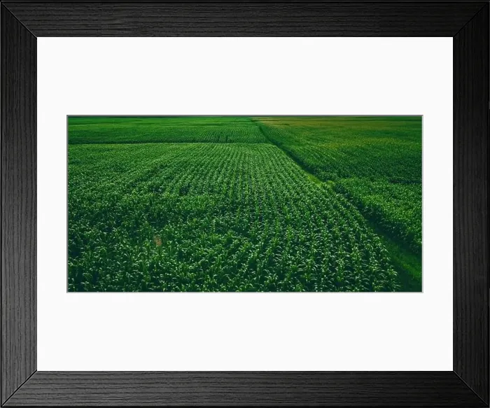 Framed Print : An aerial view of a wisconsin summertime farm with growing corn Framed Print : An aerial view of a wisconsin summertime farm with growing corn