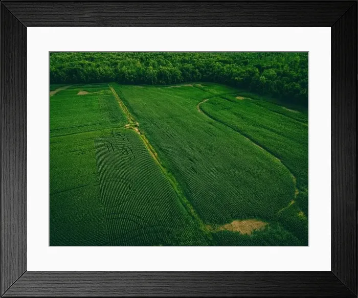 Framed Print : These farmlands in wisconsin border along a forest Framed Print : These farmlands in wisconsin border along a forest