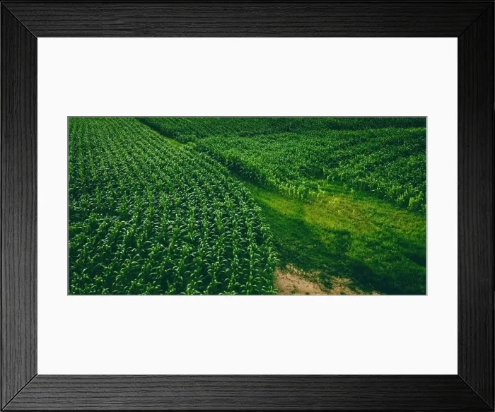 Framed Print : An aerial view of a wisconsin summertime farm with growing corn Framed Print : An aerial view of a wisconsin summertime farm with growing corn