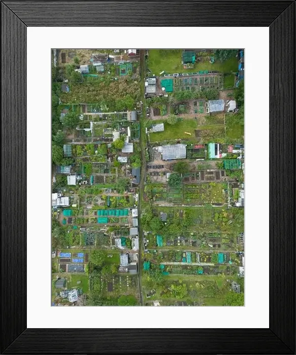 Framed Print : A drone shot of various plots in an allotment, Micklethwaite, west yorkshire Framed Print : A drone shot of various plots in an allotment, Micklethwaite, west yorkshire