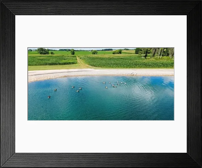 Framed Print : A grouping of birds swim on a summer day on a small pond next to a group of farm fields Framed Print : A grouping of birds swim on a summer day on a small pond next to a group of farm fields