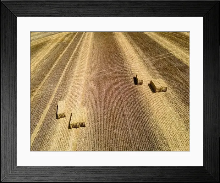 Framed Print : Tractors just cleared the thick grown wheat grass to turn the harvest into bales on a wisconsin farm Framed Print : Tractors just cleared the thick grown wheat grass to turn the harvest into bales on a wisconsin farm