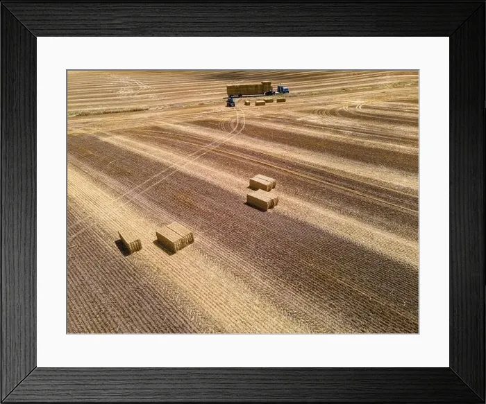 Framed Print : The loading of freshly cut bales on a rural farm in wisconsin Framed Print : The loading of freshly cut bales on a rural farm in wisconsin