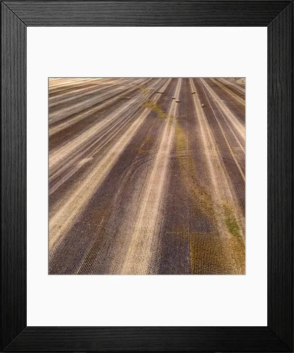Framed Print : Tractors just cleared the thick grown wheat grass to turn the harvest into bales on a wisconsin farm Framed Print : Tractors just cleared the thick grown wheat grass to turn the harvest into bales on a wisconsin farm